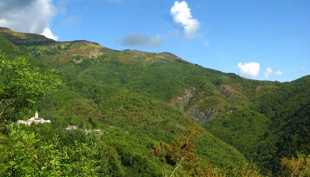 Semovigo forest Semovigo forest