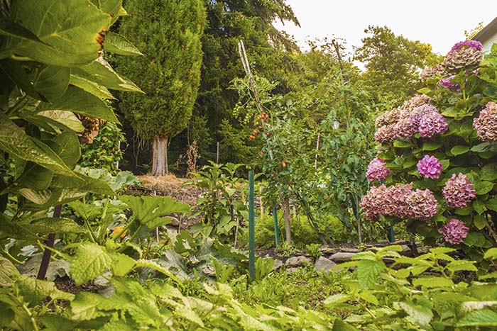 veggie garden About Veggie garden